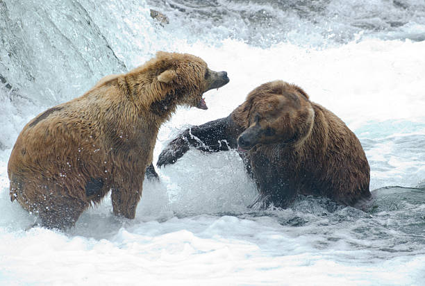 alaska-braunbären fighting - katmai national park stock-fotos und bilder