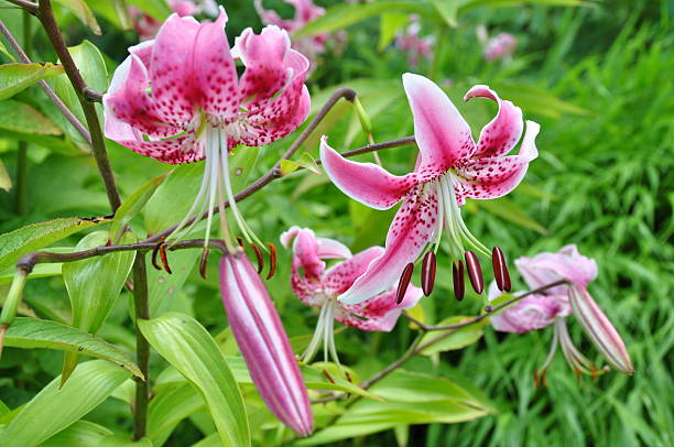 istock purple red spotted lily 148467477