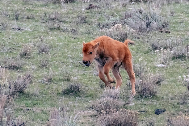 istock Buffalo (or bison) calf bucking  and playing 1484675910
