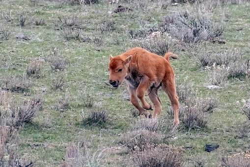 Buffalo (or bison) calf bucking and playing  in the Yellowstone Ecosystem in Wyoming, in northwestern USA. Nearest cities are Gardiner, Cooke City, Bozeman and Billings Montana, Denver, Colorado, Salt Lake City, Utah and Jackson, Wyoming.