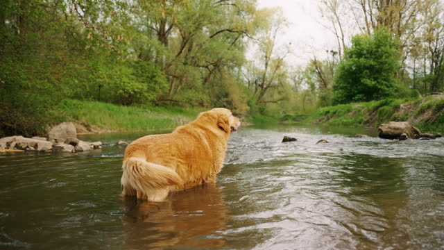 Rear View of a Golden Retriever Standing in a Stream, Gazing into the Distance