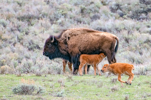 Bison calves with mothers in the Yellowstone Ecosystem in Wyoming, in northwestern USA. Nearest cities are Gardiner, Cooke City, Bozeman and Billings Montana, Denver, Colorado, Salt Lake City, Utah and Jackson, Wyoming.