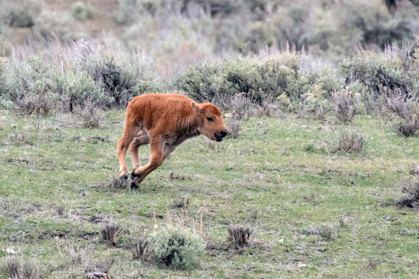 istock Buffalo (or bison) calf bucking, running, and playing 1484678679