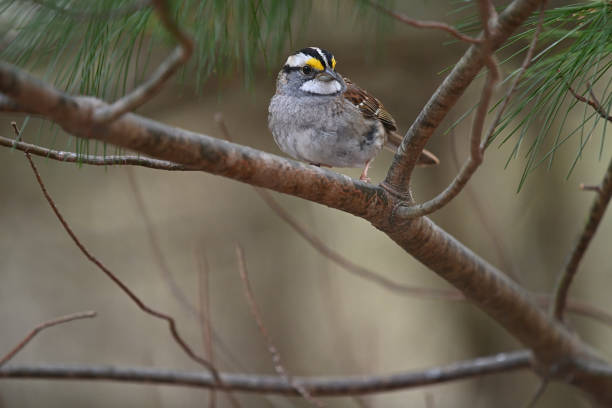 White-throated sparrow on branch of eastern white pine in spring, with copy space