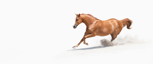 Portrait of chestnut horse isolated on white running across sand