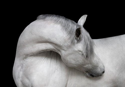 Portrait of white horse bending around
