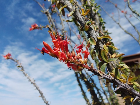 Ocotillo flowers in bloom against the blue sky