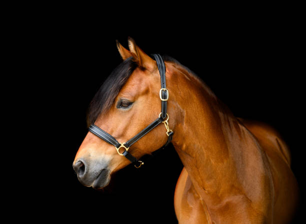 istock Portrait of bay pony looking away from camera 1484682559