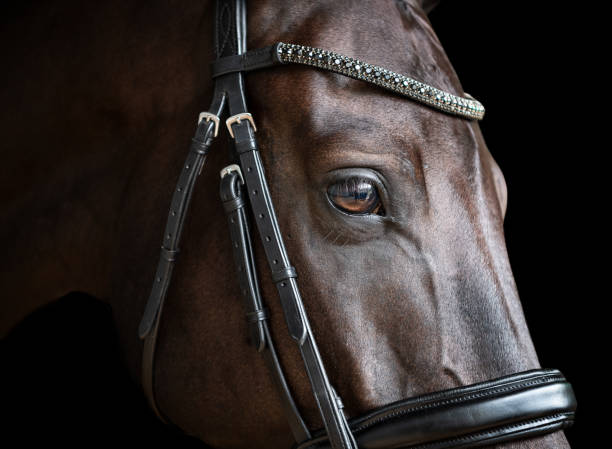 istock Close up of horses eye 1484683201