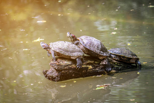 istock Three water turtles (pond slider) sitting on a snag in a pond. Selective focus on one reptile. 1484684333