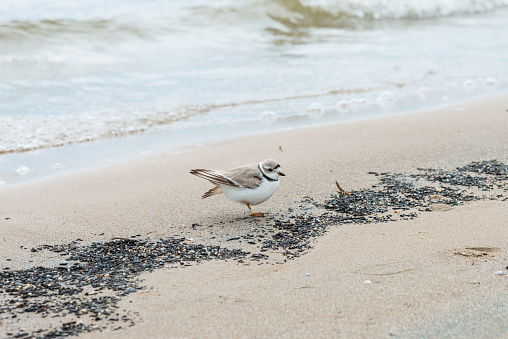 Piping plover has been listed as Endangered by the United States in the Great Lakes area. In Canada, the population and individuals are closely monitored. This bird was seen on April 23, 2023 on the shore of Georgian Bay, Ontario, Canada