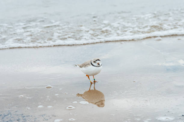 Piping plover has been listed as Endangered by the United States in the Great Lakes area. In Canada, the population and individuals are closely monitored. This bird was seen on April 23, 2023 on the shore of Georgian Bay, Ontario, Canada