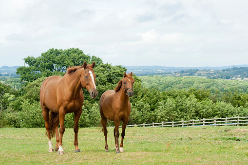 Two chestnut horses stand together in the English countryside, one large and one small but very similar in looks.