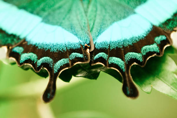 Close-up image of a Blue Morpho Butterfly resting on a screen, plenty of copy space