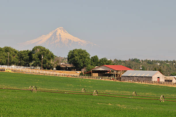 Farmland and Mt. Hood Spring Farmland with Mt. Hood in the background oregon barn farm mt hood stock pictures, royalty-free photos & images