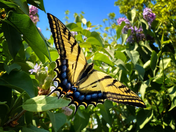 istock Papilio Glaucus (Eastern Tiger Swallowtail) Butterfly on Lilacs 1484694051