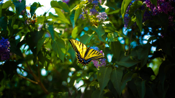 Papilio Glaucus (Eastern Tiger Swallowtail) Butterfly on Lilacs. Spotted in Santa Fe, NM in May.
