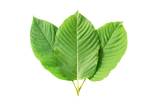 Green Mitragyna speciosa Korth Leaves (Kratom) isolated on white background, Health Care and Midical Concept