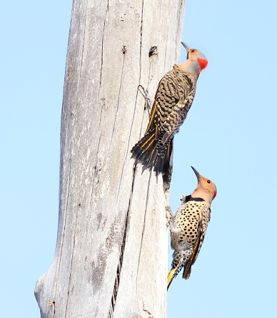 Northern Flickers family portrait, Quebec, Canada