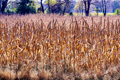 A field of corn after the autumn harvest that left behind corn stalks on a sunny afternoon.