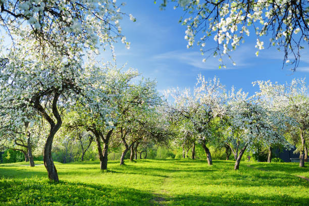 istock Beautiful old apple tree garden blossoming on sunny spring day. 1484699242