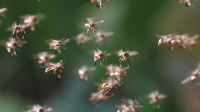 Stingless bee flying