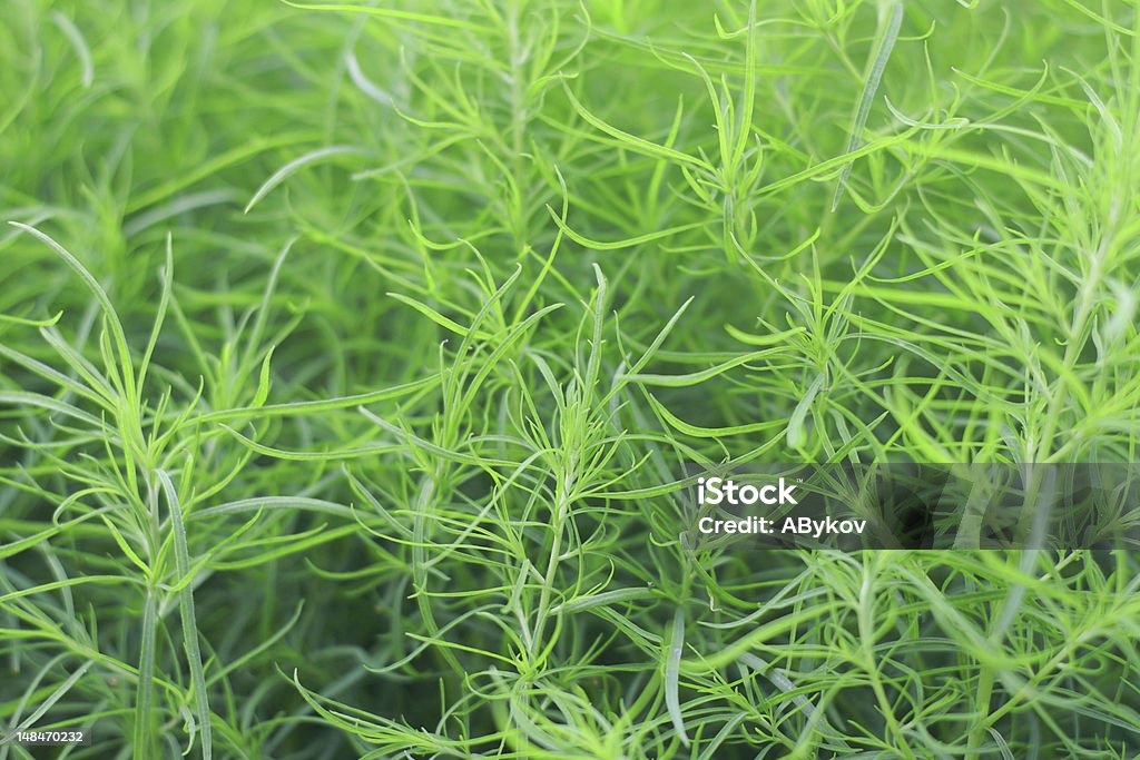 Spring. Verdure. Grass background. April Stock Photo