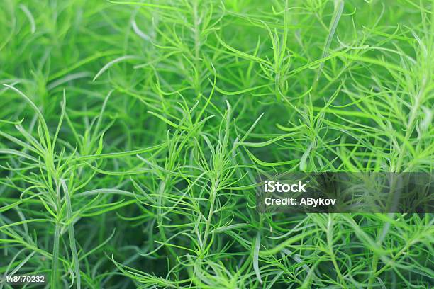 Spring Verdure Stock Photo - Download Image Now - April, Backgrounds, Bright
