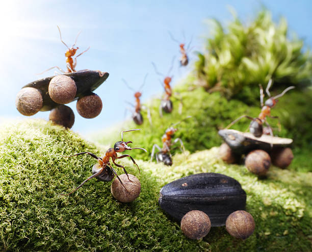 istock car crash at races, ant tales 148470299