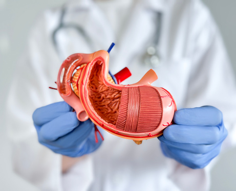 Doctor holding and showing a human stomach model
