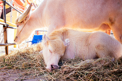 Albino buffalo sleeping in the farm