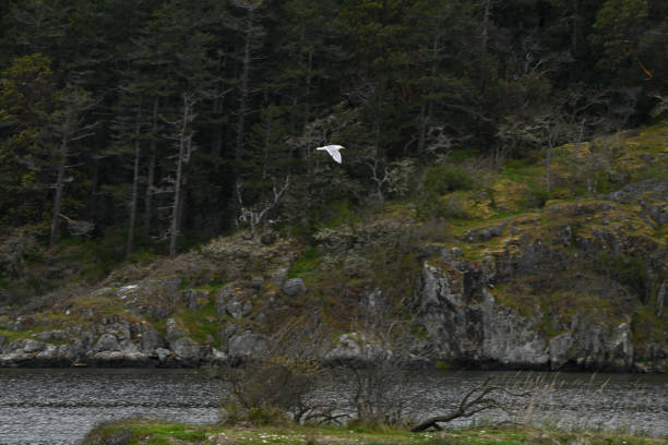 Esquimalt Lagoon stock photo