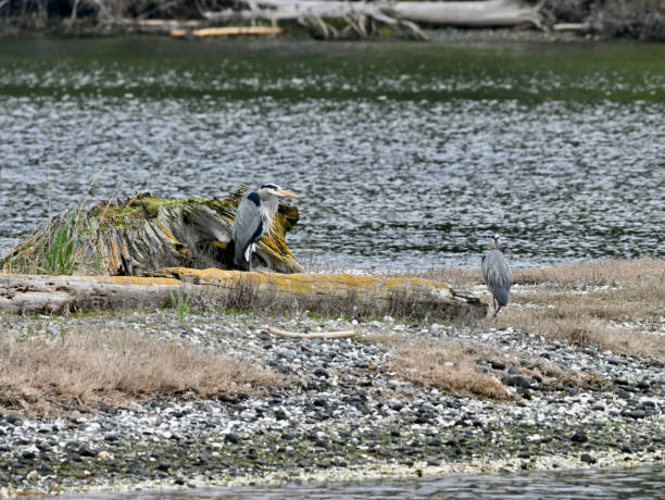 Esquimalt Lagoon stock photo