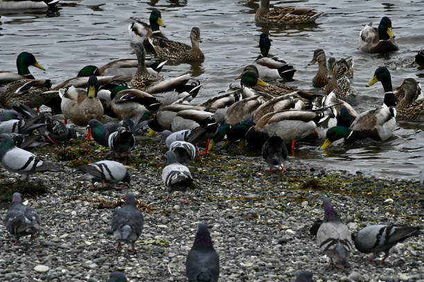 Esquimalt Lagoon stock photo