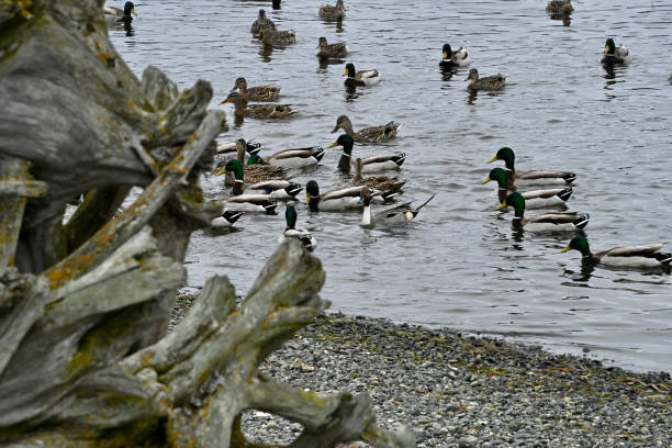 Esquimalt Lagoon stock photo