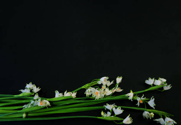 istock Flat Lay, postcard for death, funeral. White snowdrop flowers on black background 1484710442
