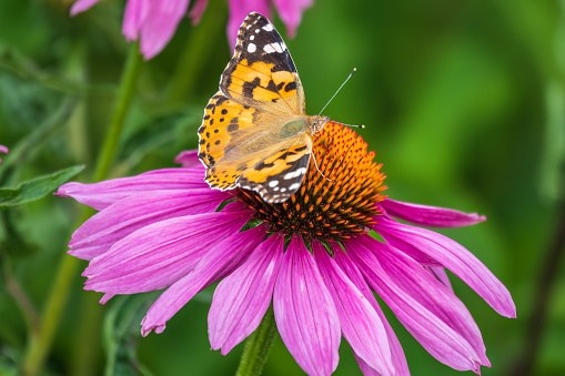 Beautiful butterfly painted lady or Vanessa cardui sitting on purple Echinacea flower. The Painted Lady, Vanessa cardui, sitting on the flower in the summer. Close up. Macro.