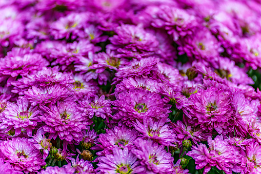 Chrysanthemums on a garden wall on St Mary's Island, isles of Scilly.