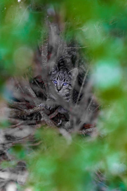 istock Fluffy Blue Eyed Kitten Looks Out From Under a Bush 1484712034