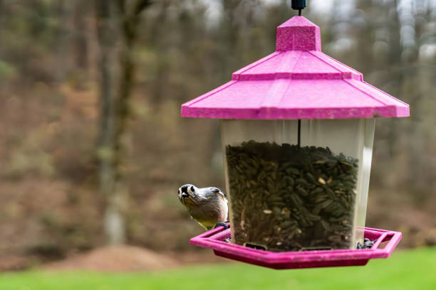 Two birds feed from backyard bird feeder in winter