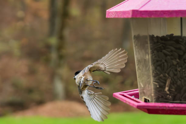 istock Tufted Titmouse Grabbing a Bite to Eat from the Bird Feeder 1484712225