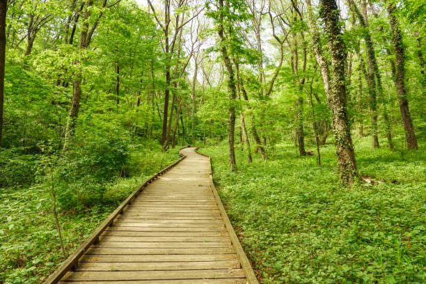 istock Fresh green trees and wooden walking paths. 1484712879