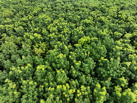Aerial top view of green forest for sale carbon credit. Dense green trees capture CO2. Green trees background for carbon neutrality and net zero emissions concept. Sustainable green environment.