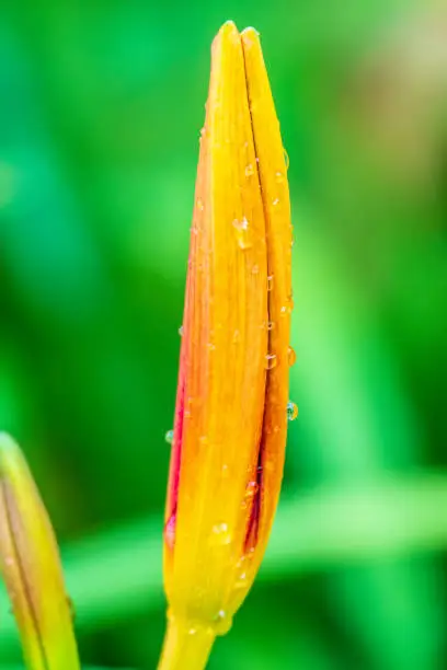 Hemerocallis Bonanza, Bonanza Daylily, perennial tuft forming herb with linear leaves and canary-yellow flowers with deep red throats, with water drops after rain.