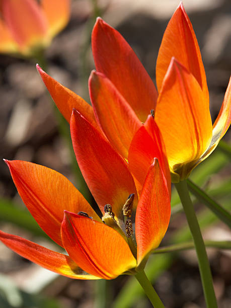 istock Rare variety tulips 148471483