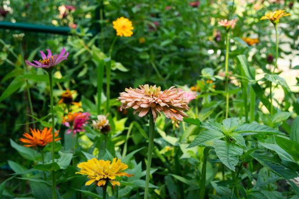 Assorted flowers blooming in a backyard, Midwest, Indiana, USA