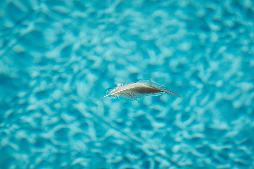 Feather floats in a swimming pool
