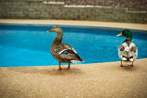 Two mallard ducks approach the edge of an inground swimming pool at a residential home, Midwest, Indiana, USA