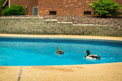 Two ducks swim in a heated swimming pool at a residential home, Midwest, Indiana, USA