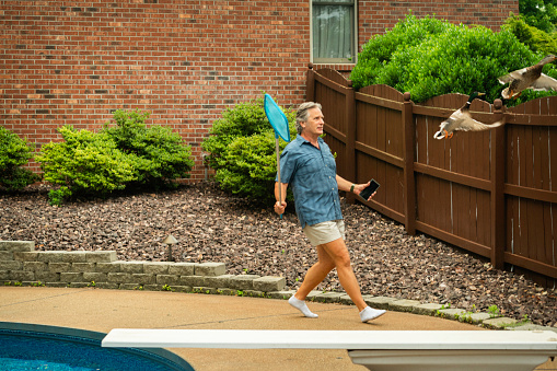 A man chases two mallard ducks out of his inground residential swimming pool, Midwest, Indiana, USA